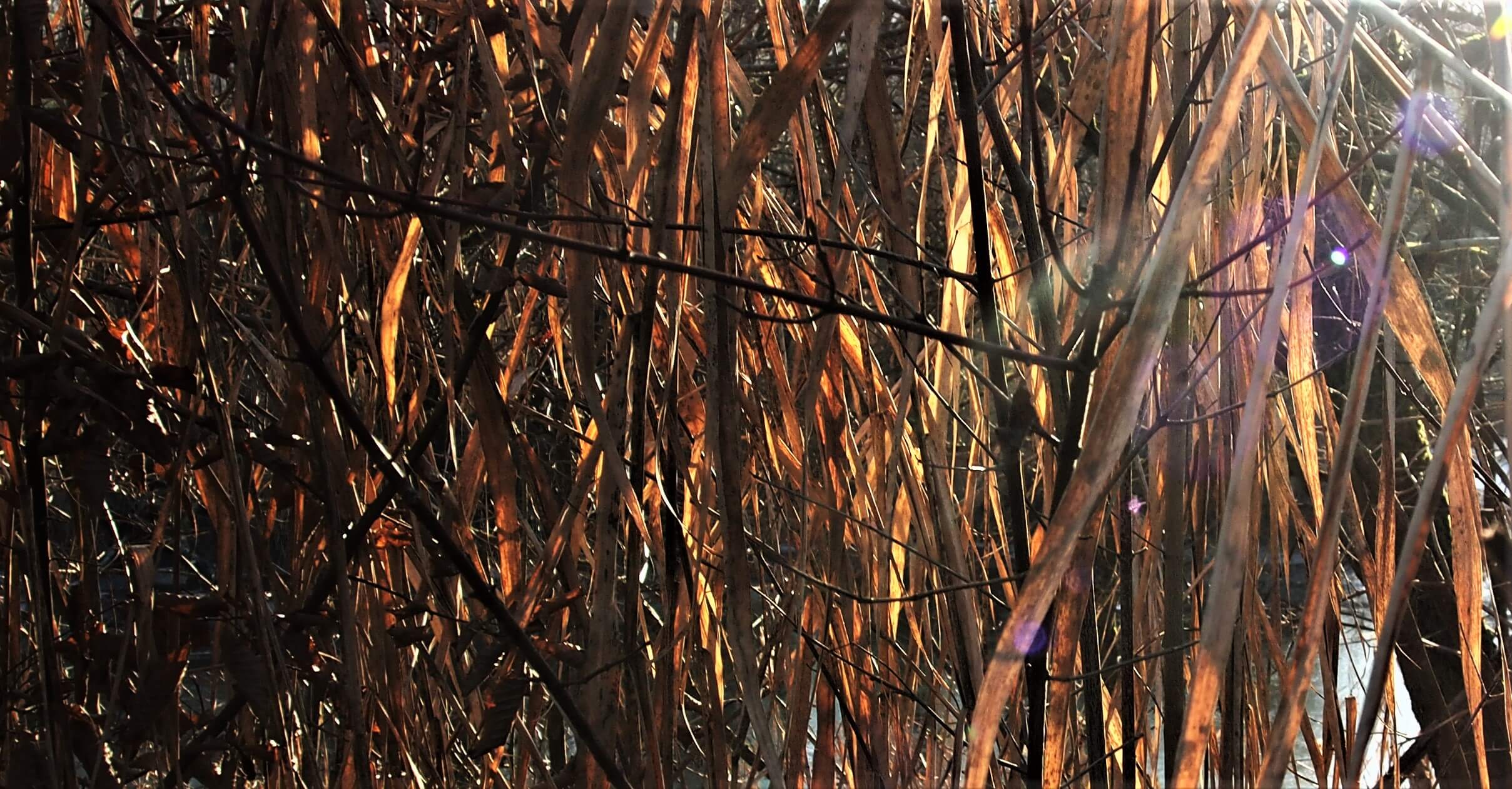 Nahaufnahme von trockenen Gräsern im Gegenlicht