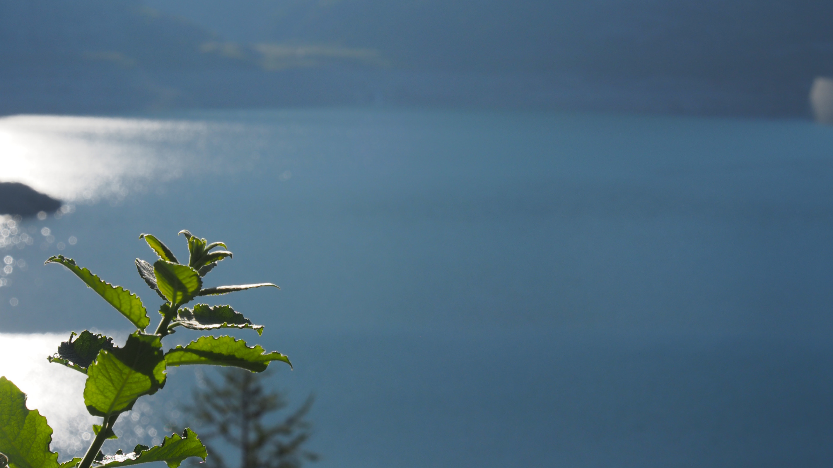 Grüne Pflanze im Fokus mit See im Hintergrund