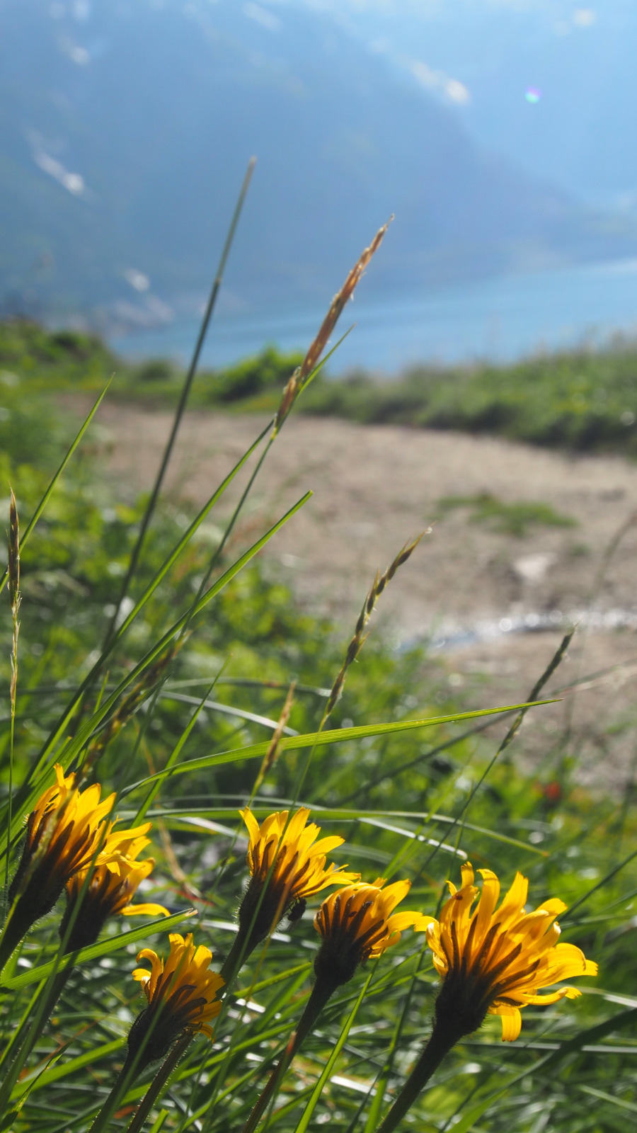 Gelbe Wildblumen und Gras im Fokus, Bergsee im Hintergrund