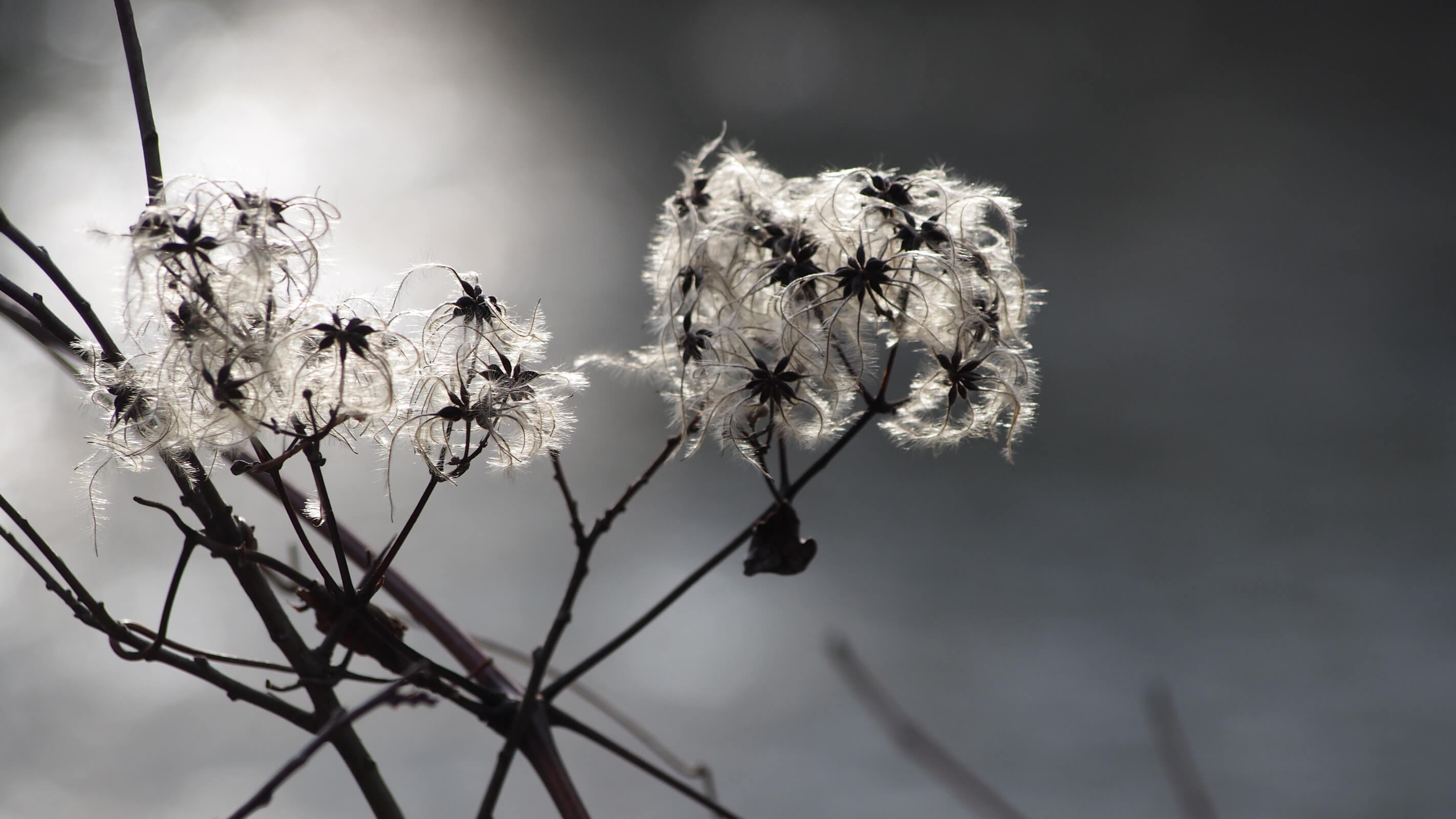 Nahaufnahme von wilden Samenständen im Gegenlicht vor einem nebligen, weichgezeichneten Hintergrund.